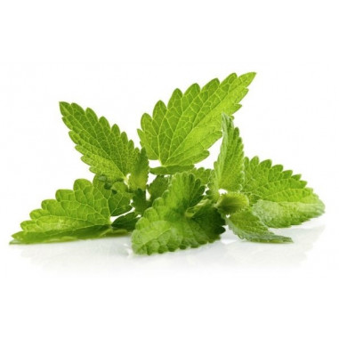 Aroma Menta 10ml - VapFip Aroma Menta 10ml - VapFip